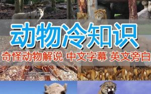 外面卖1699的国外纪录片解说(动物解说、美食、动画片)稳过中视频-林文副业站